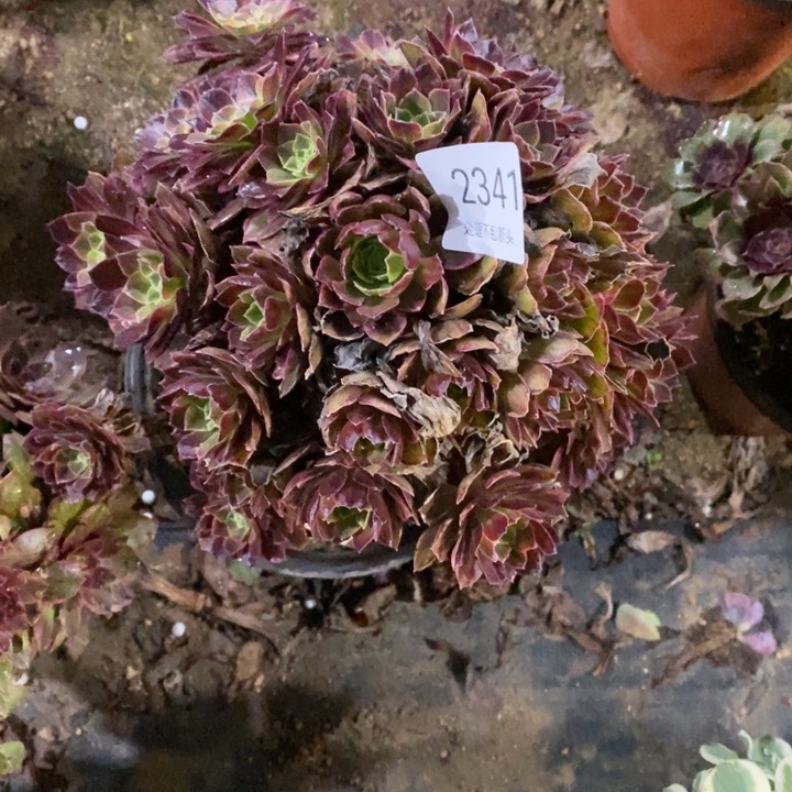 安娜多肉断头不包