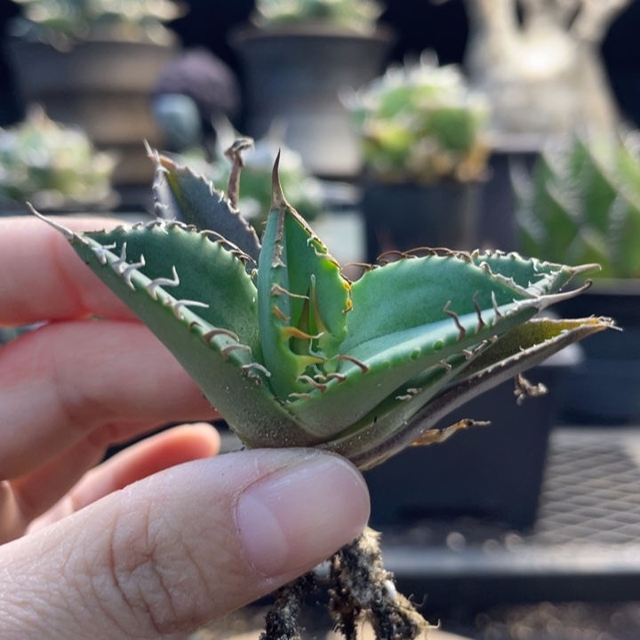 【闪购商品】b****n星空。  