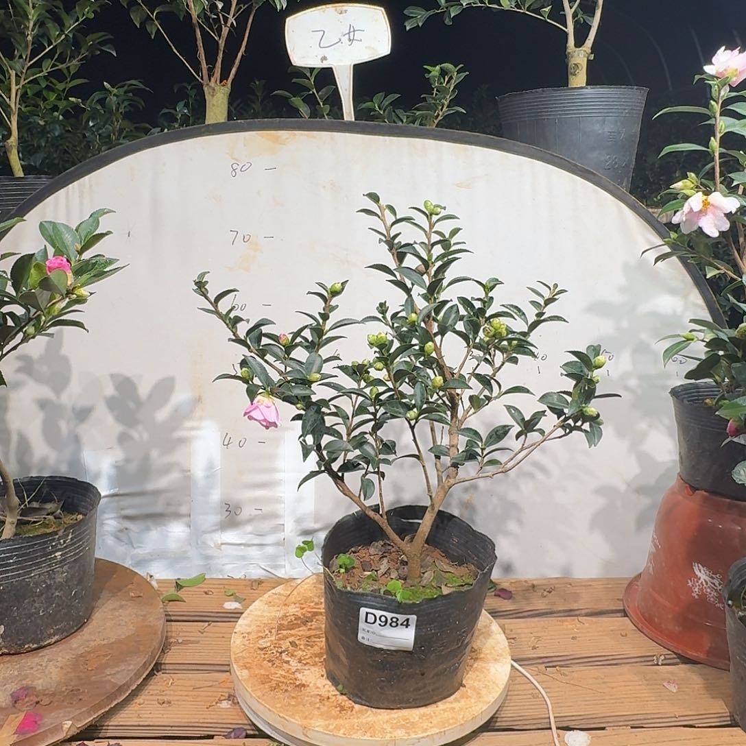 无花朵948乙女38.8