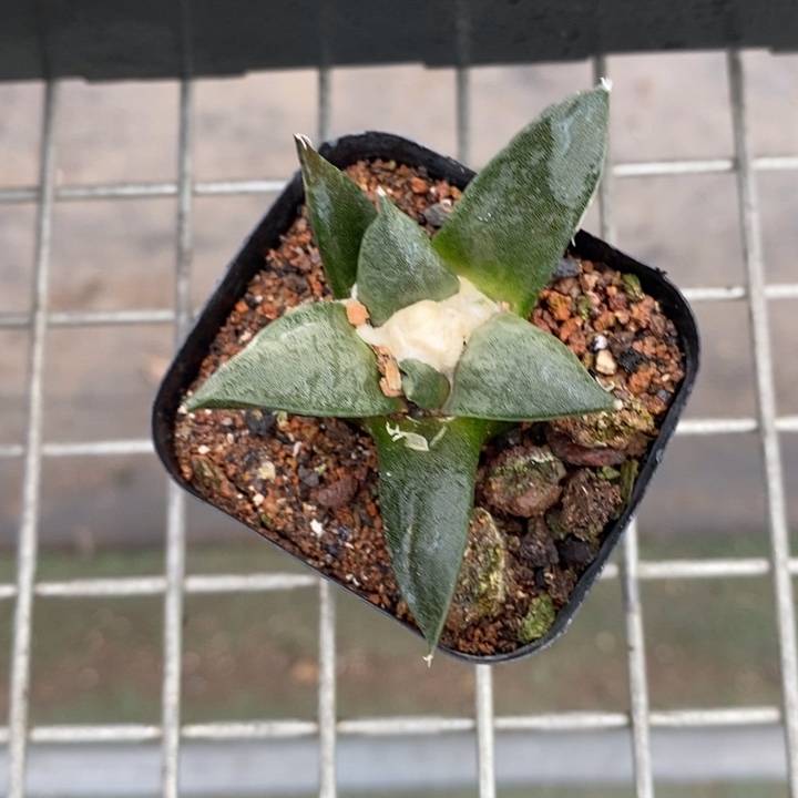 伯克利和格蕾纳等著名音乐