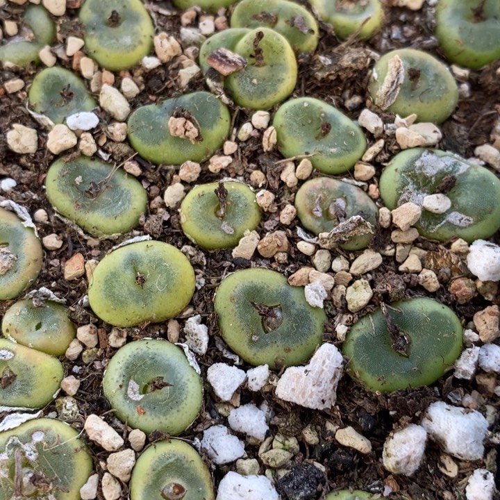 水晶鞋1颗水晶鞋