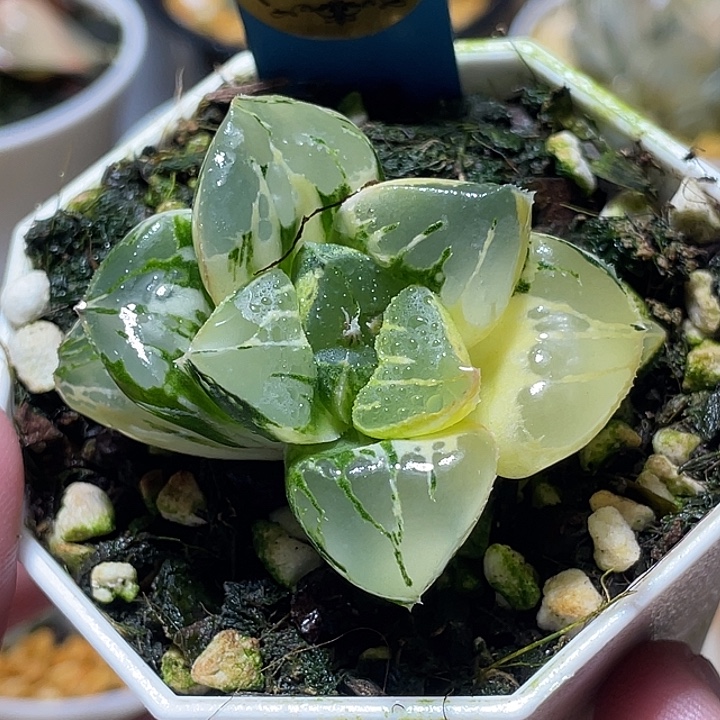 578大叶莫迪卡锦特选福利