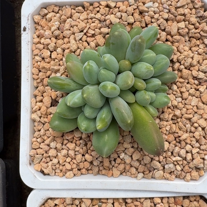 牛油果 群生 一物一拍