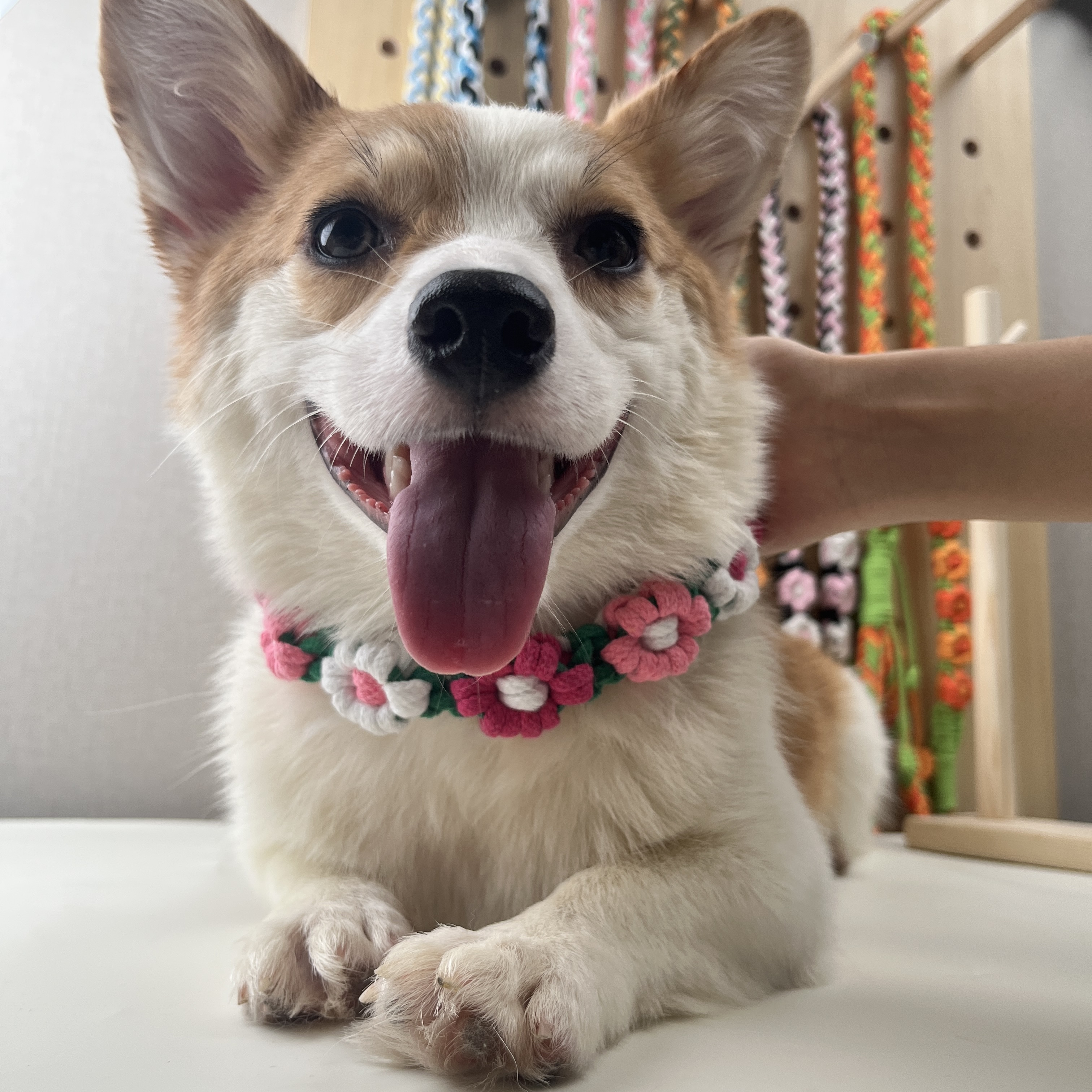 【项圈成品】手工编织宠物项圈可爱花朵装饰猫咪狗狗通用颈圈