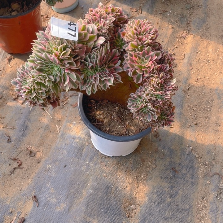 多肉粉女巫缀化477