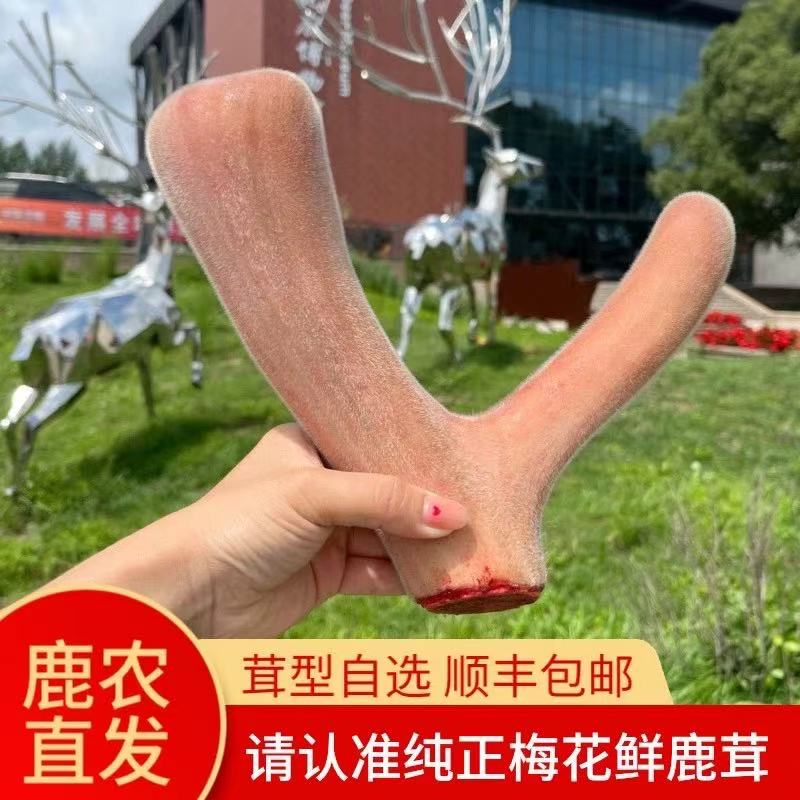 改价链接 东北产地直发头茬鲜煲汤泡酒炖菜滋补佳品