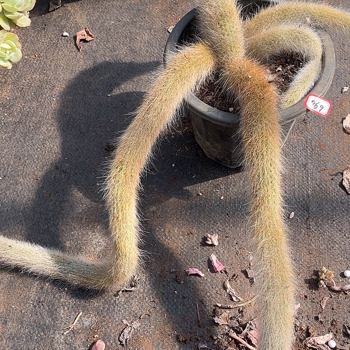 969九尾狐 一物一拍多肉