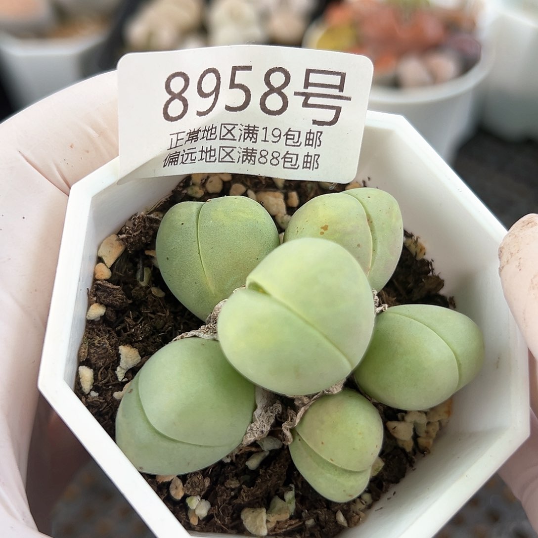 好养易活生石花大母本8958