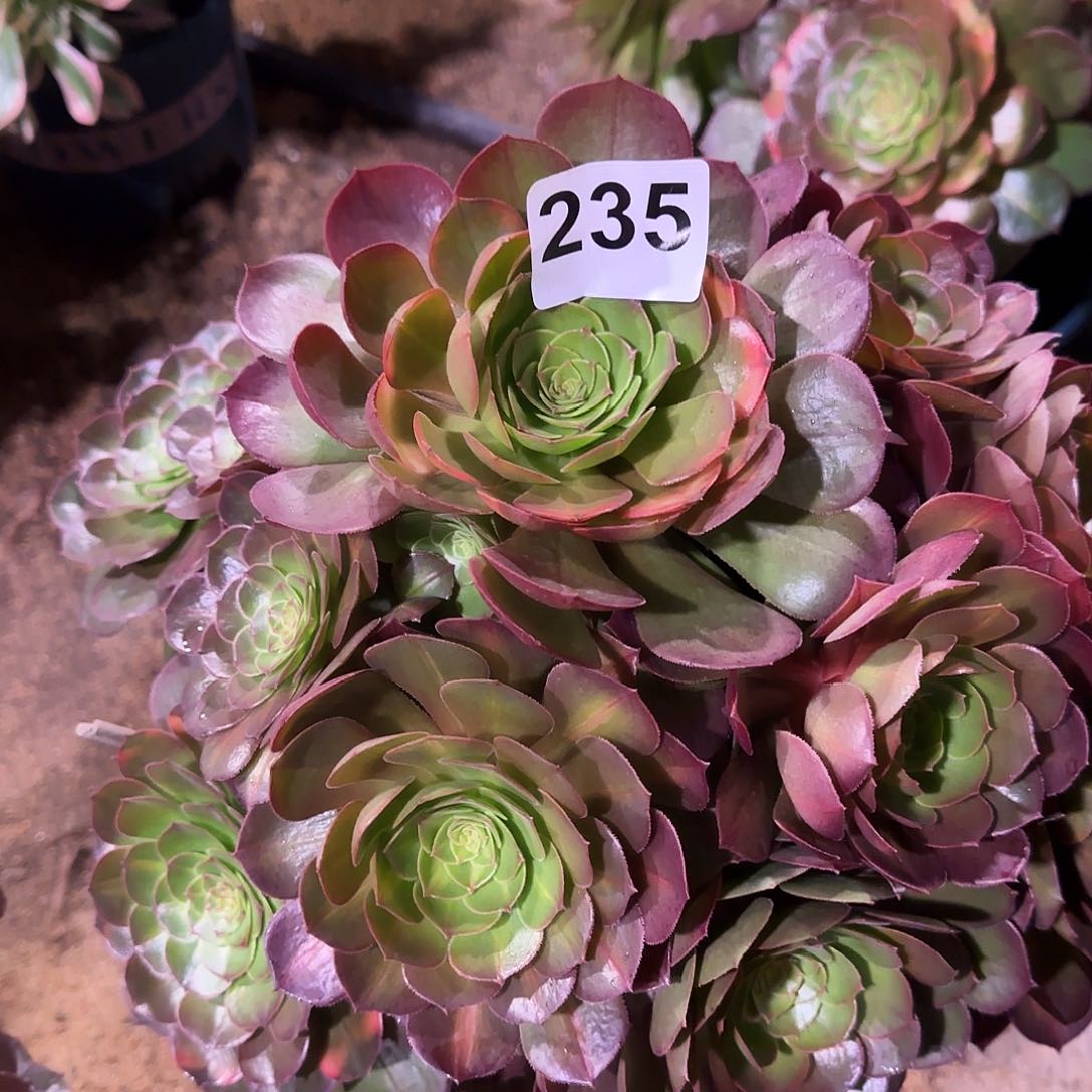 多肉植物抹茶235