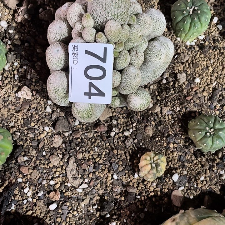 渔***友仙人球小人帽704一个