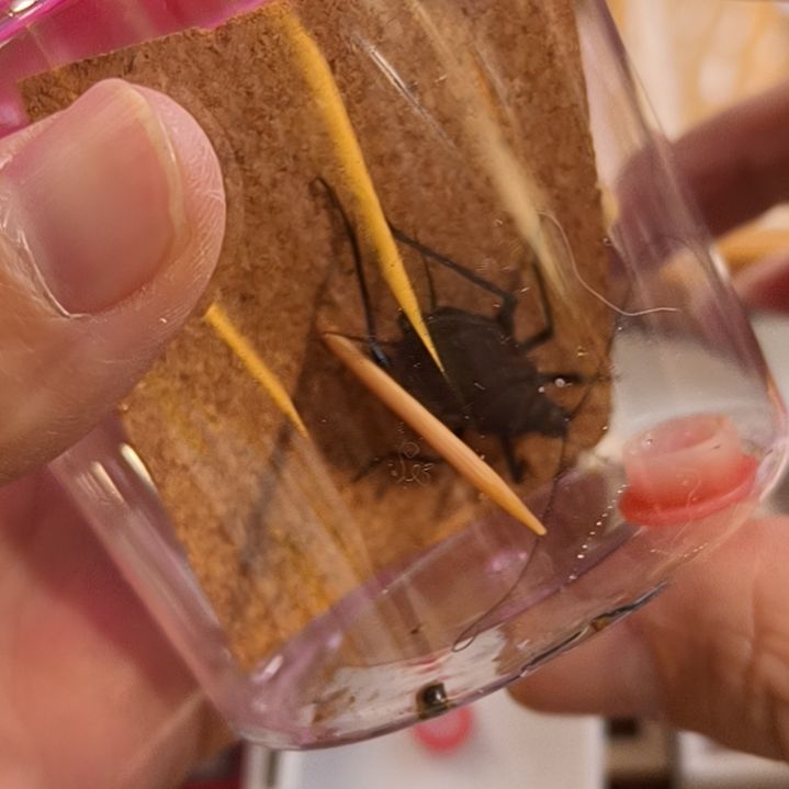 新到全品麒麟一条