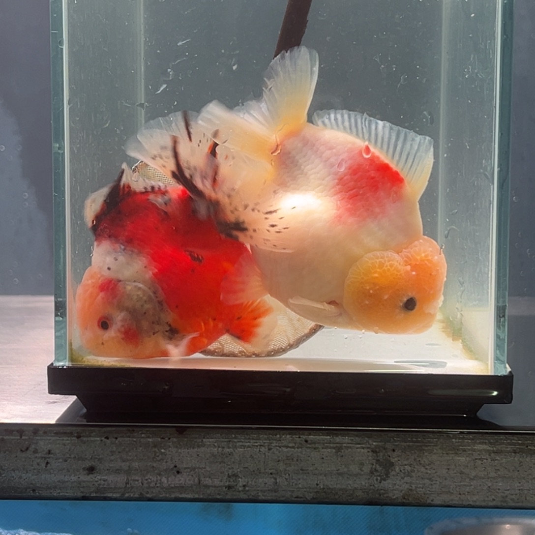 金鱼03165555556688555555