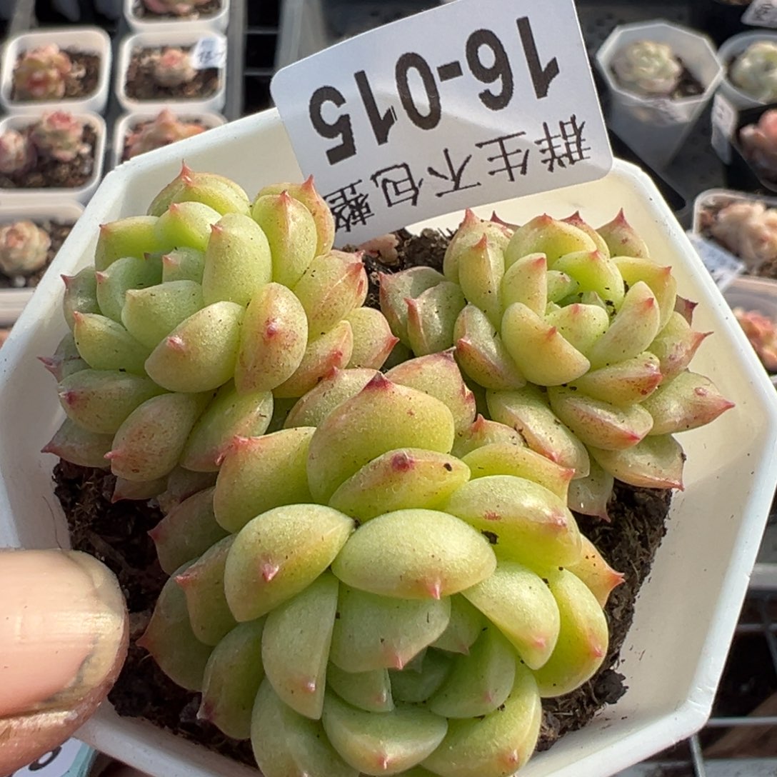 小卡拉米糖心一物一拍16-15