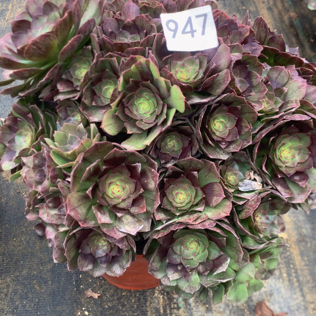 947黑魔多肉植物