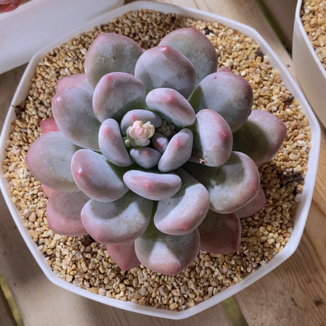 一物一拍多肉植物满38包邮多肉