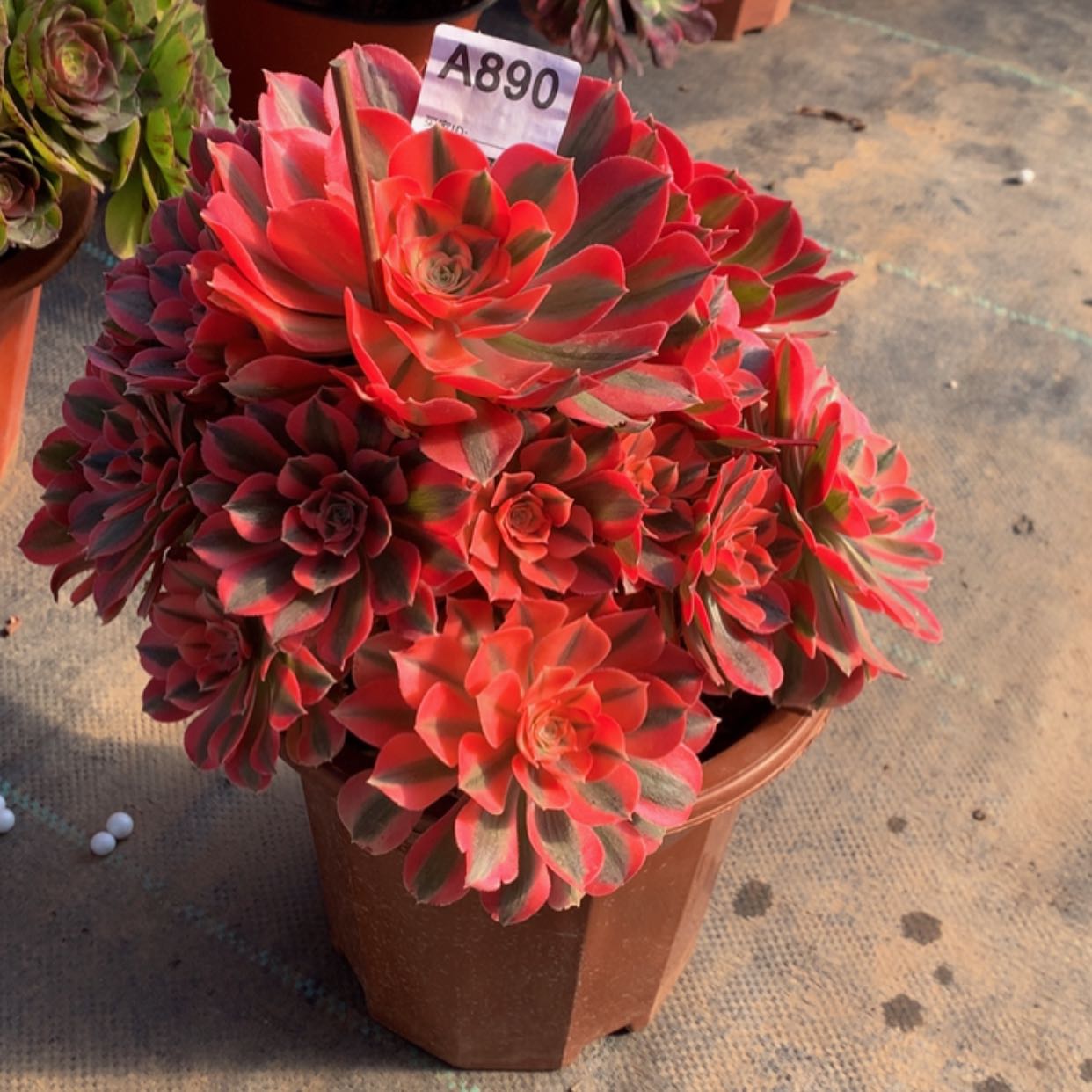 【闪购商品】890粉女巫