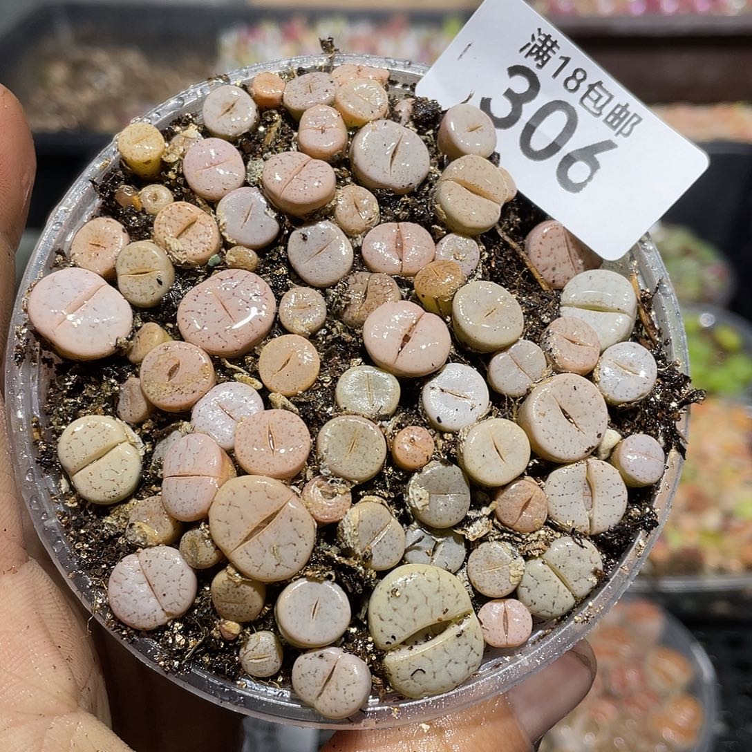 306当天凑满十八元包邮生石花