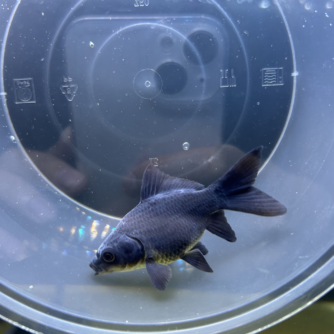 精品墨蝶普、短或球三色白羽基因大鳍大尾6-7公分（精挑精选）