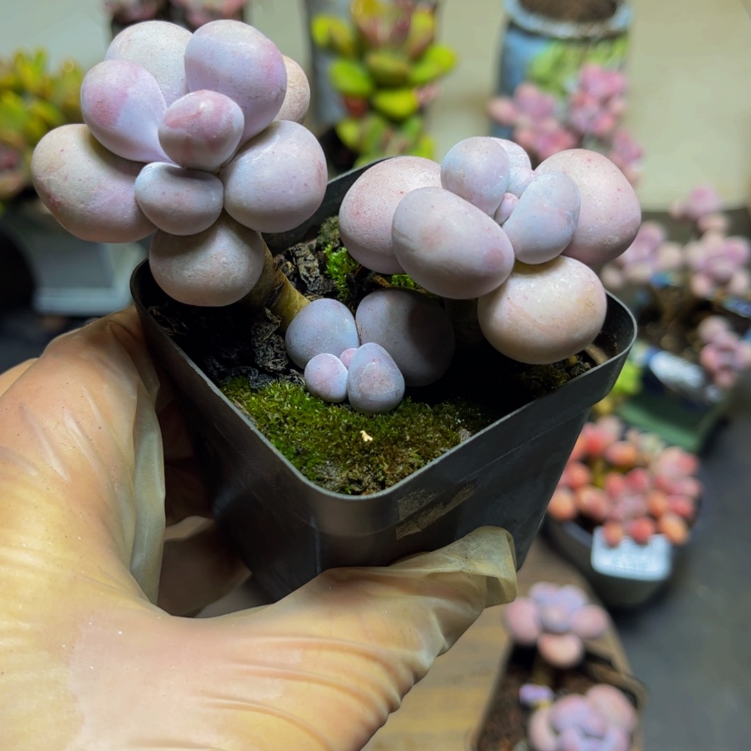 120芭比奶酪9厘米多肉