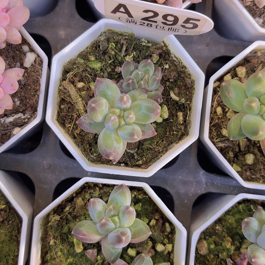 A295松果美人一物语拍