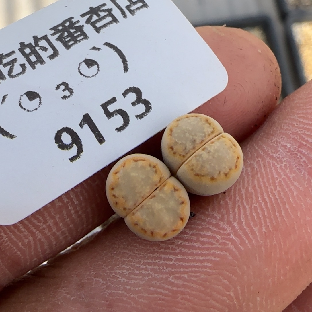 *****9153。默认脱土。18包邮。偏远88包邮