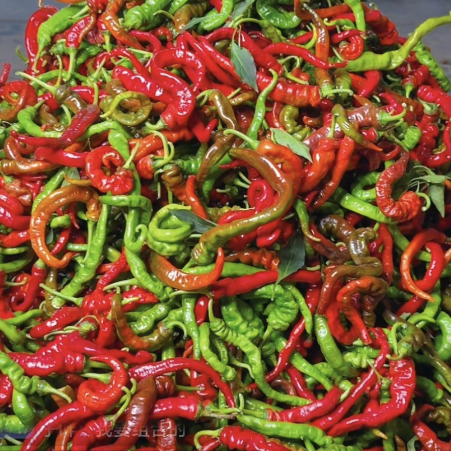 湖南老品种螺丝椒本地新鲜辣椒薄皮螺丝椒广西种植发货特辣