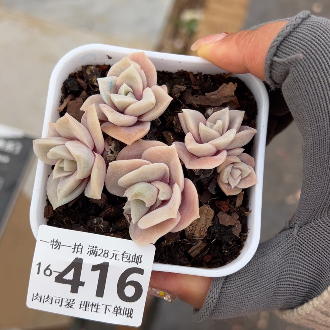 可爱玫瑰多肉多肉多肉多肉多肉