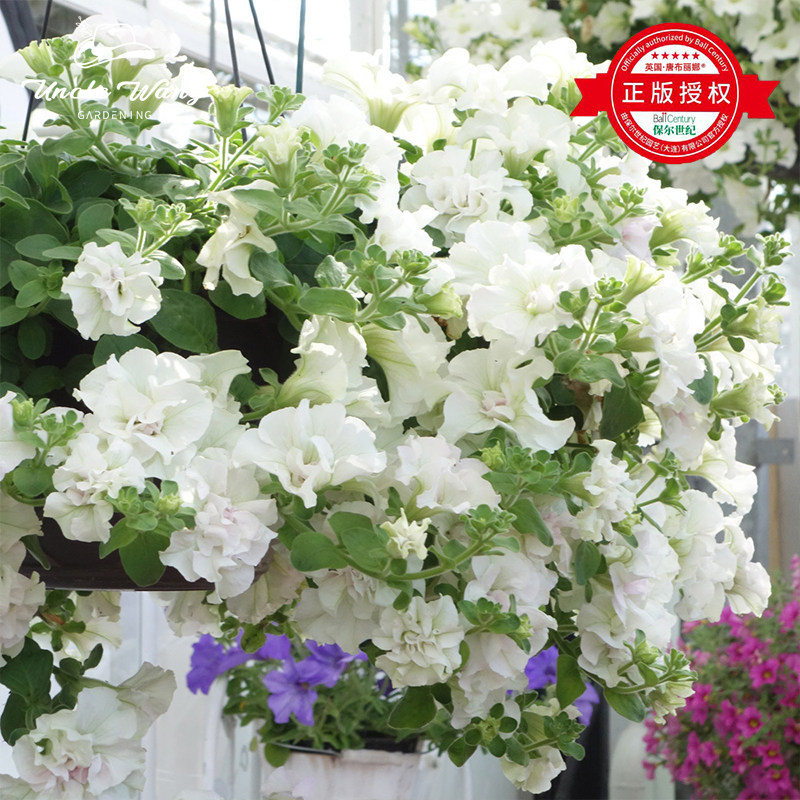 种花王大爷 矮牵牛盆栽重瓣花期长植物阳台庭院花园可垂吊易养
