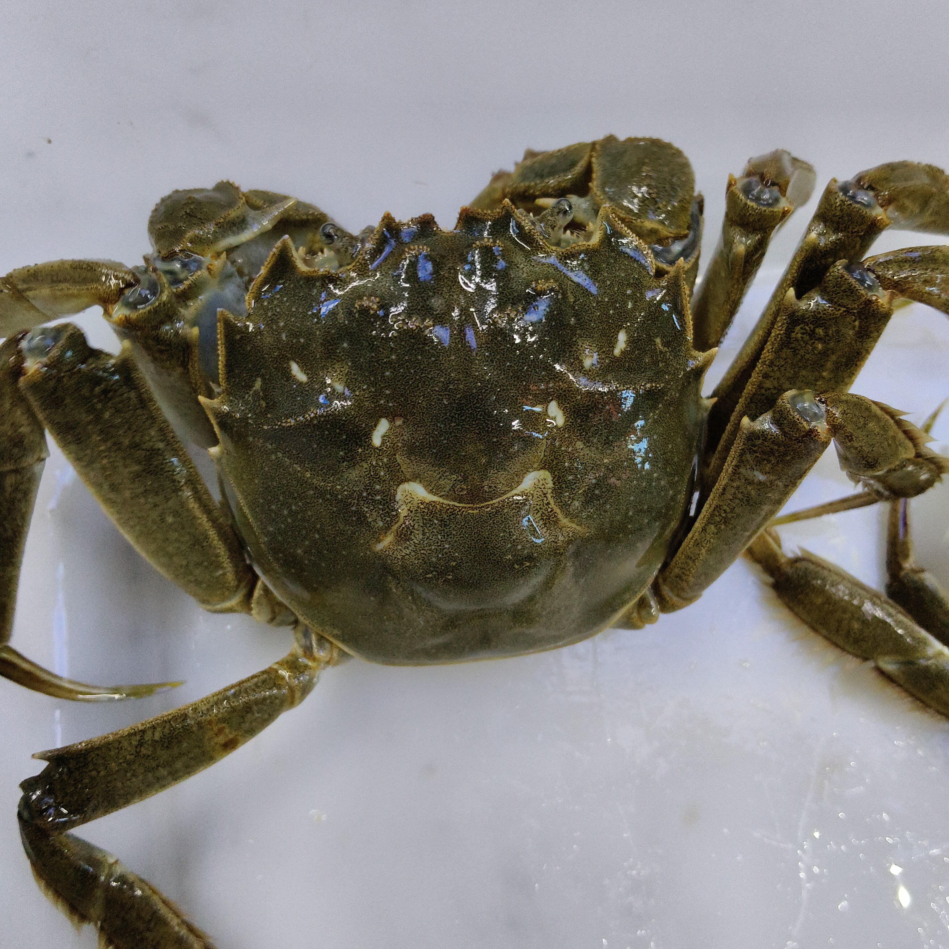 鲜活 特价江苏大闸蟹母 2.5两母蟹 2斤（约8只）