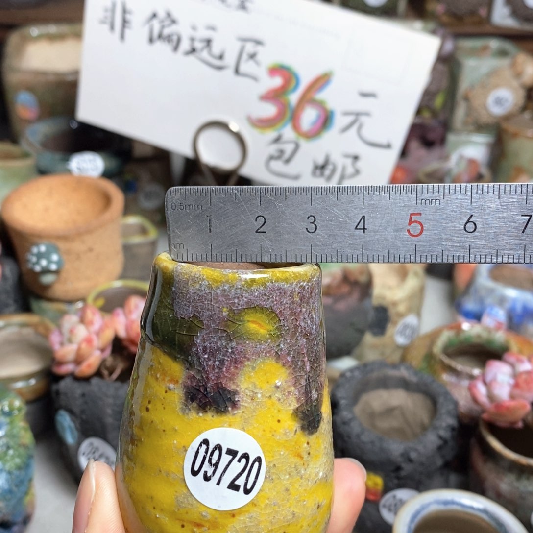 花盆拍5送一个小礼物