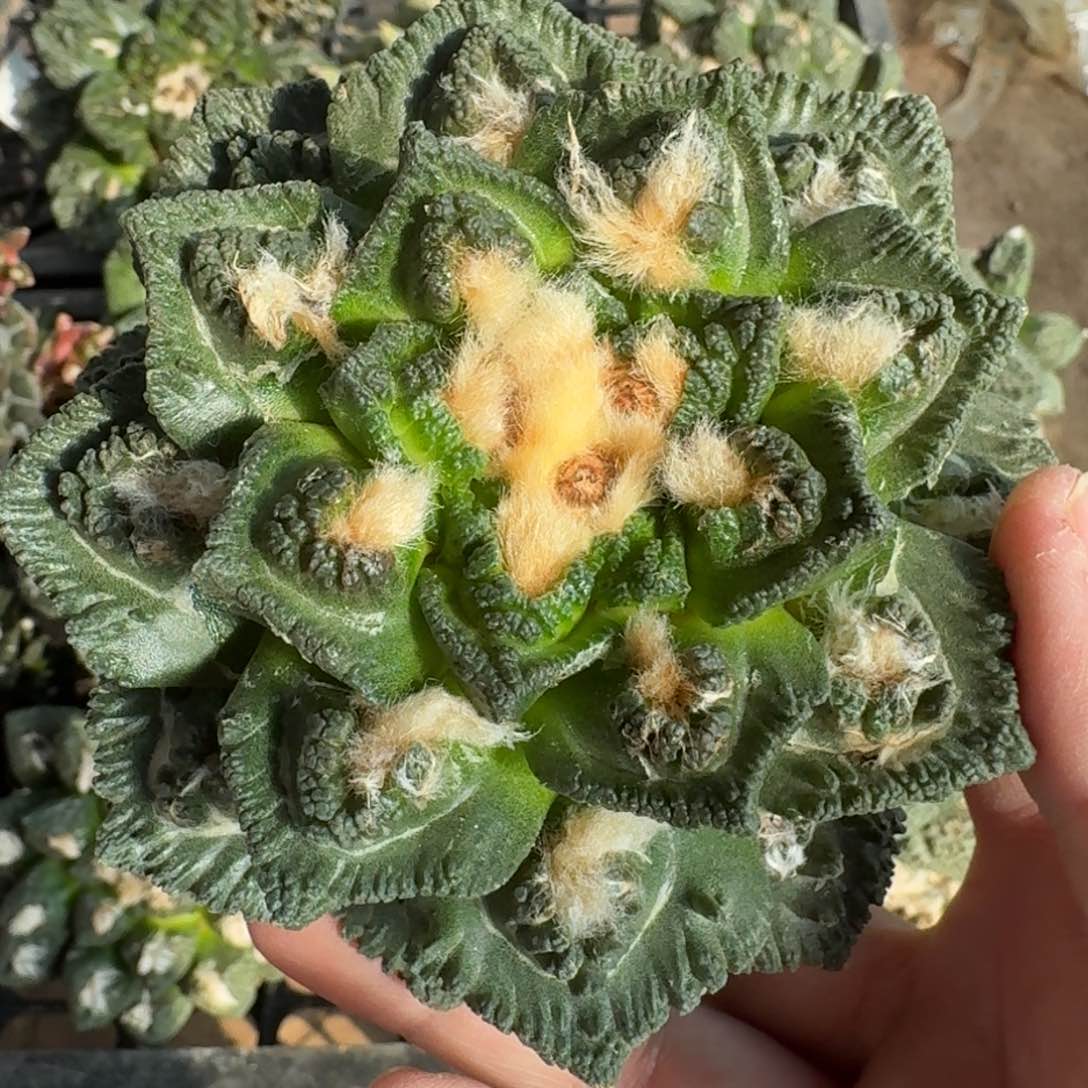 【闪购商品】双割尤龟甲苗接