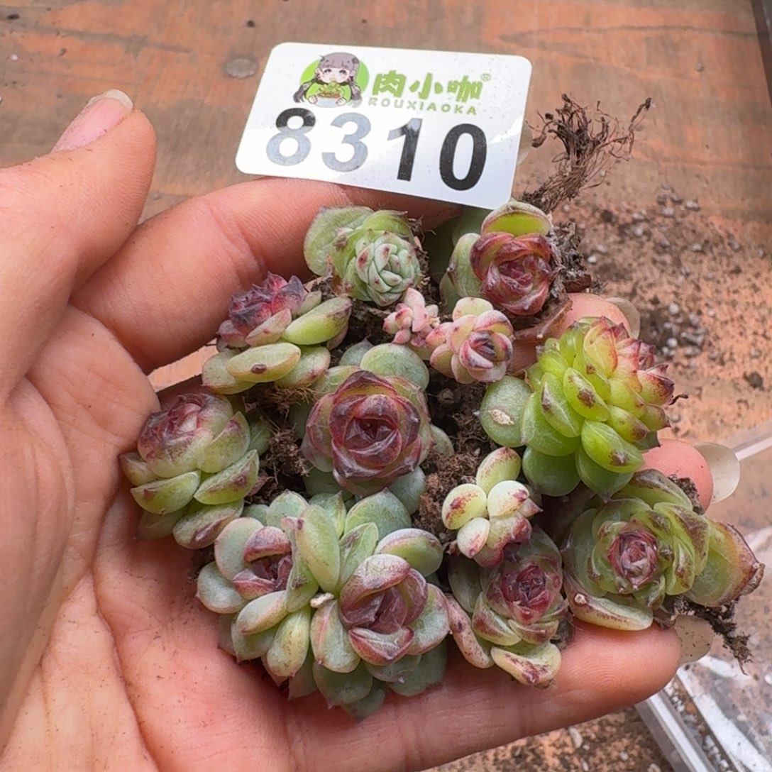 枫***站多肉植物多肉植物