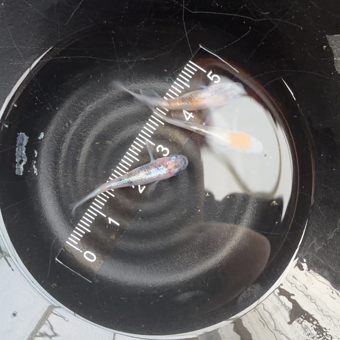 青鳉鱼观背青鳉09