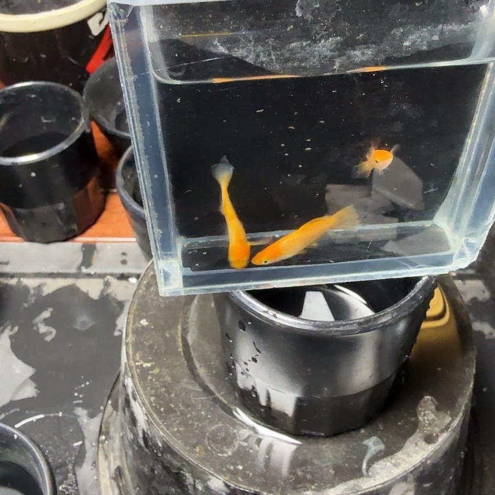 青鳉鱼46号拍品贵妃蝶