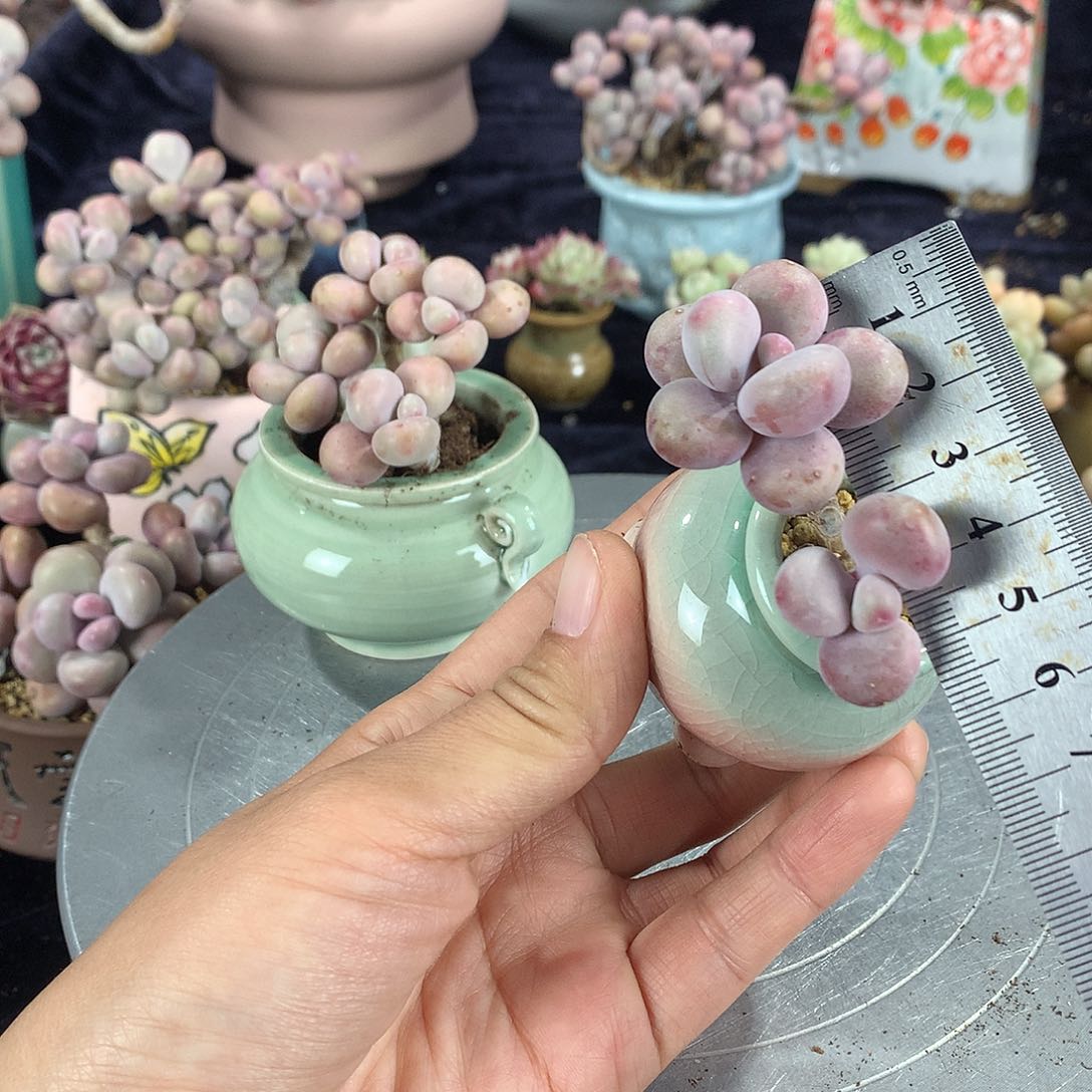 我****^99号带盆偏远地区不包邮的