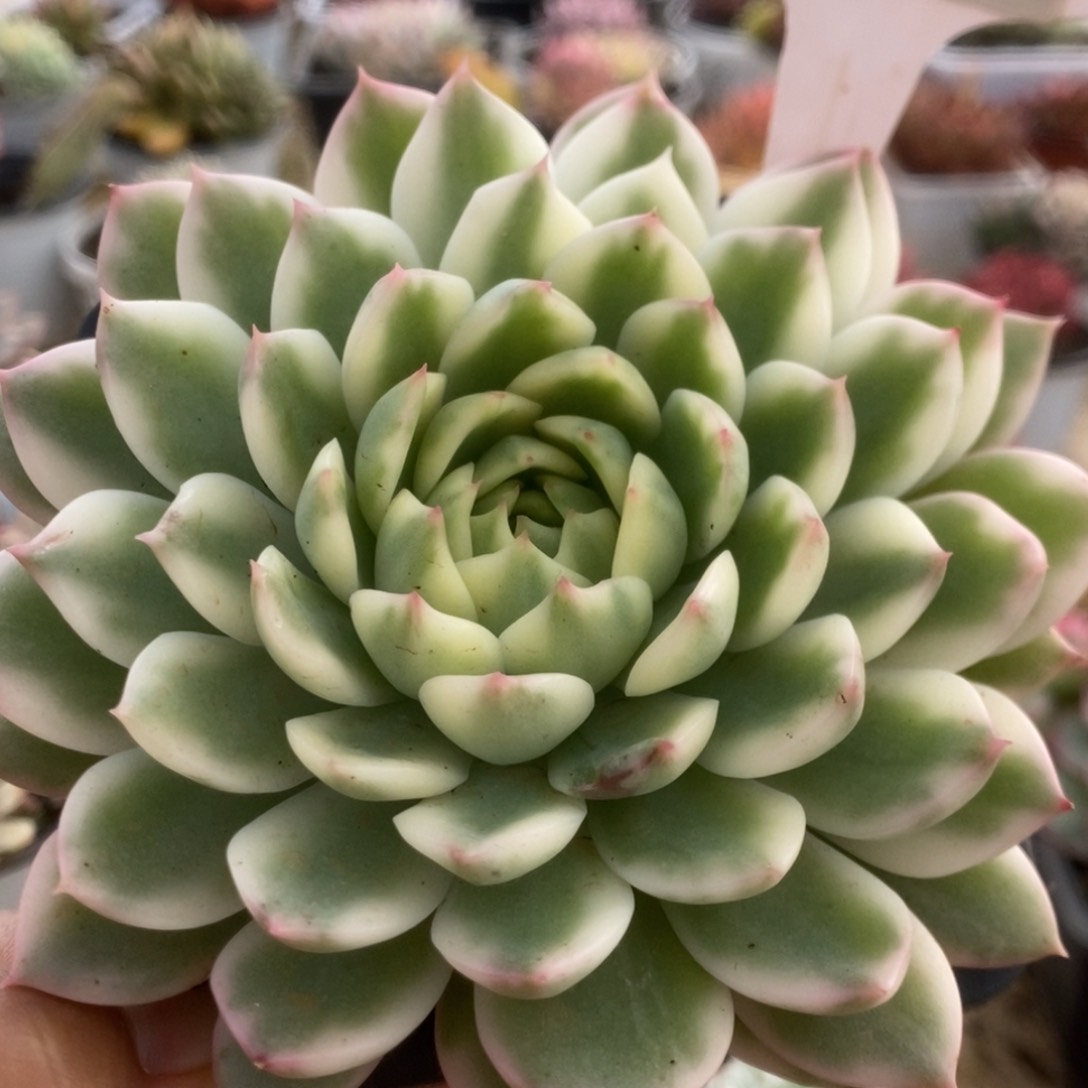 252长岛冰茶锦锦锦锦锦锦锦