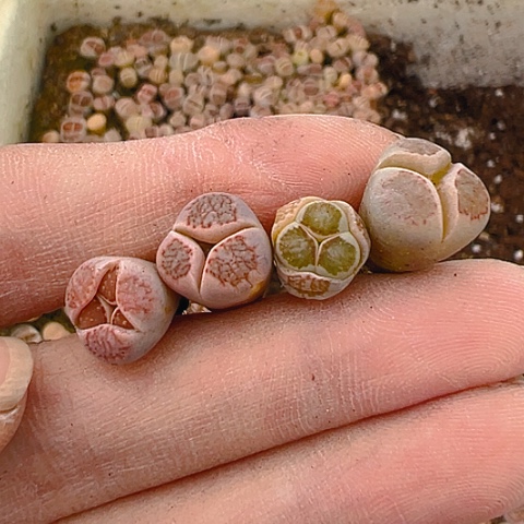 20180团团圆圆呀