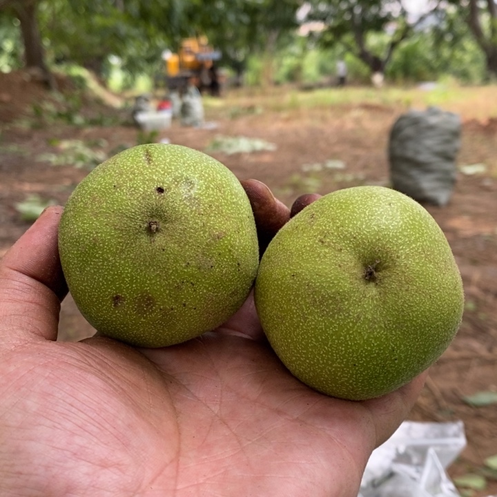 桃核吊坠奥*十七号链接