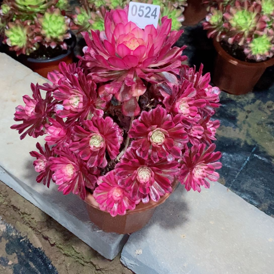 红铜白524多肉1111