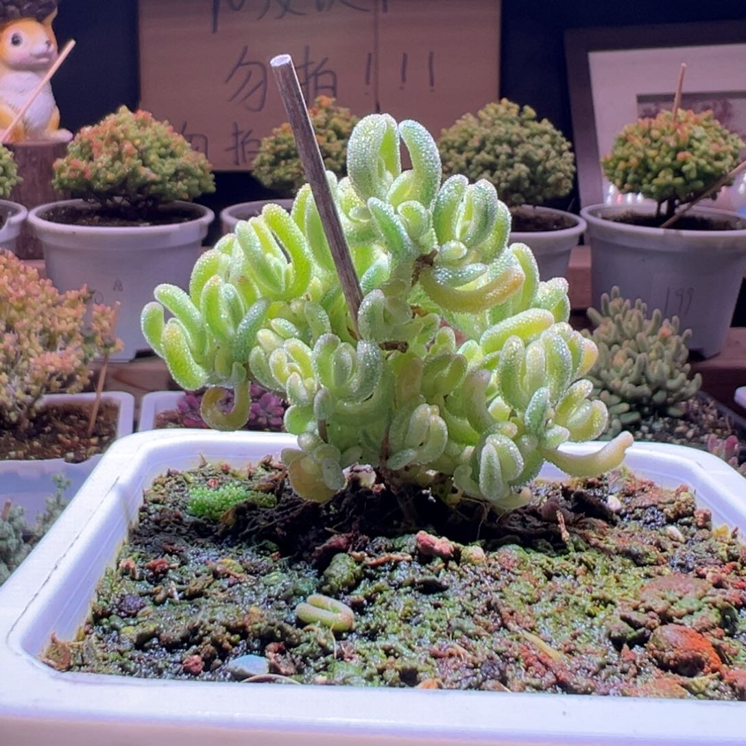 116钻石黄一物一拍包开箱