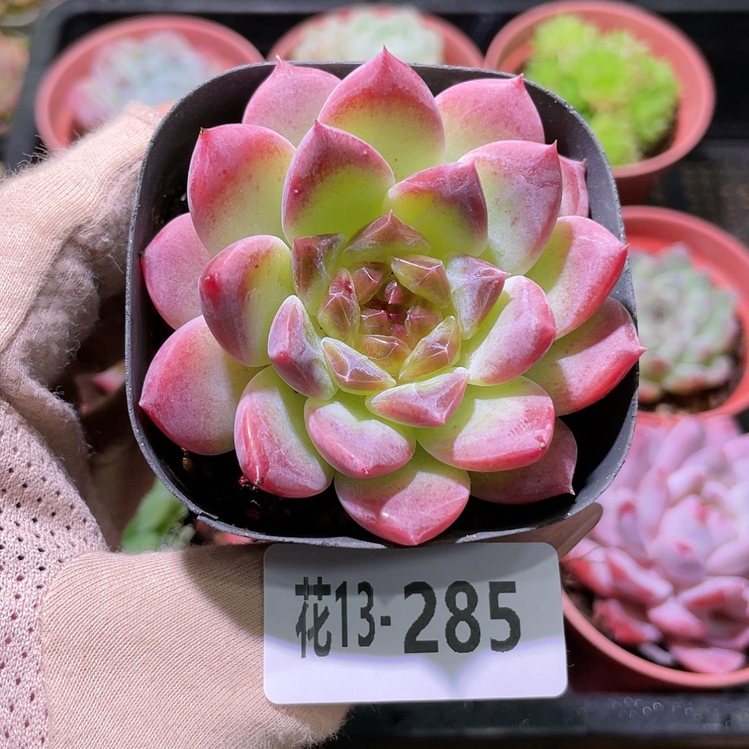 花利美13-285秘境冰魄