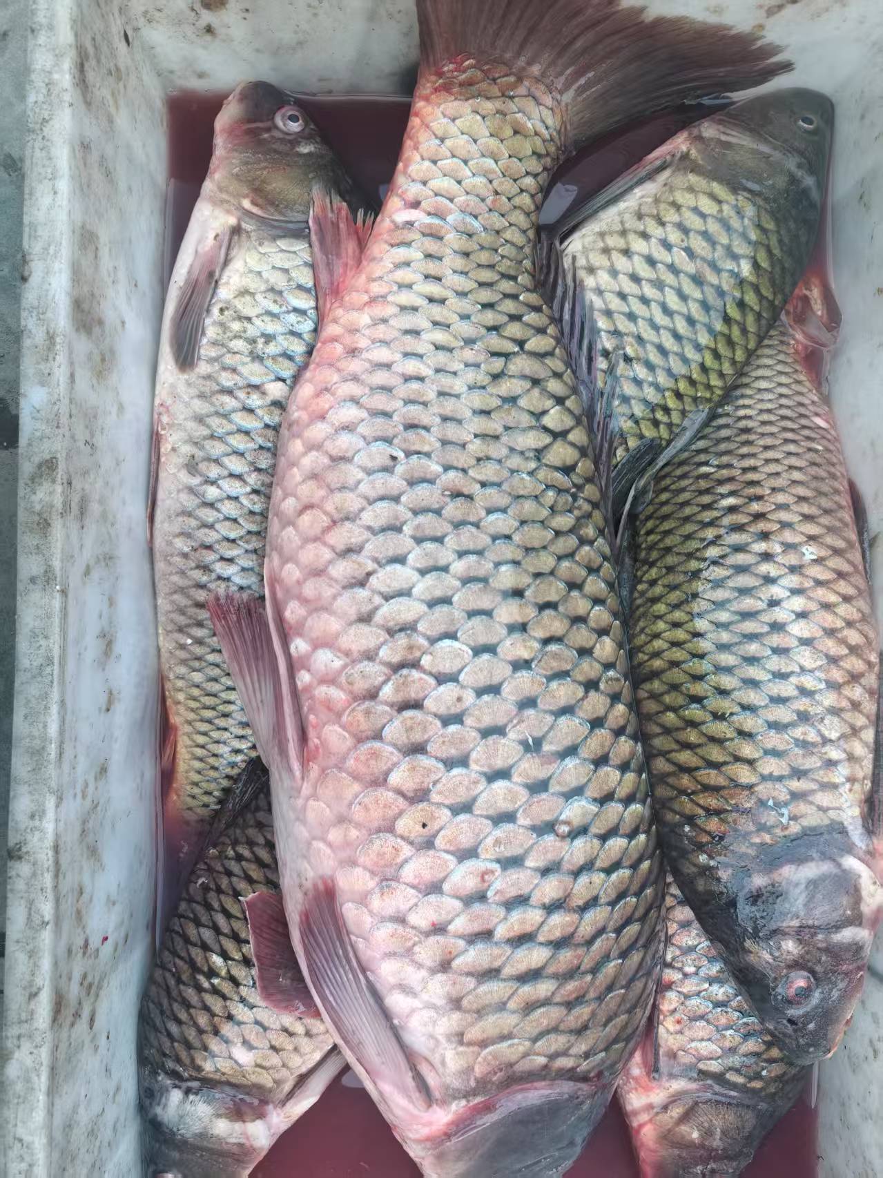 兴凯湖鲤鱼2条6-7斤