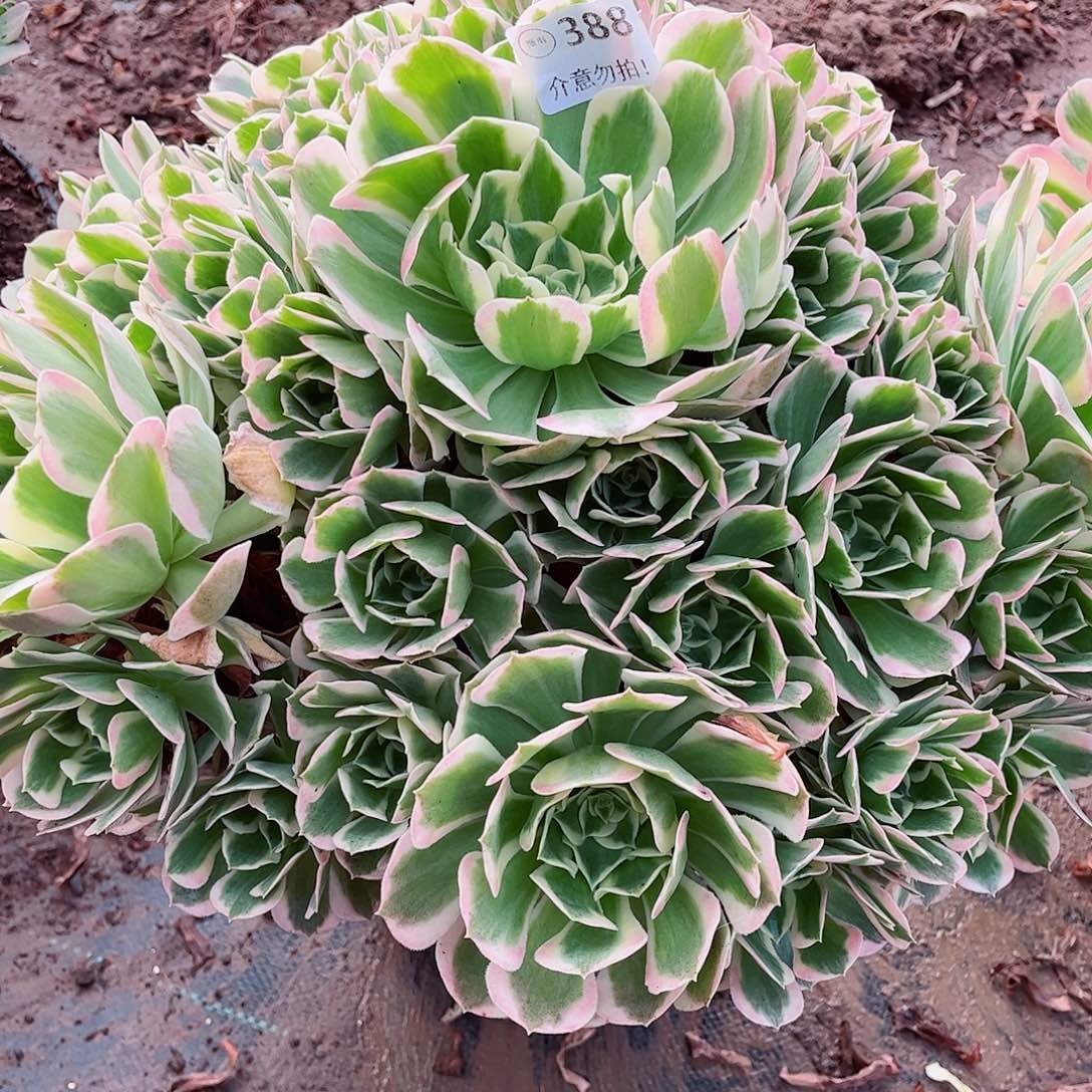 无花朵涛*a多肉植物388