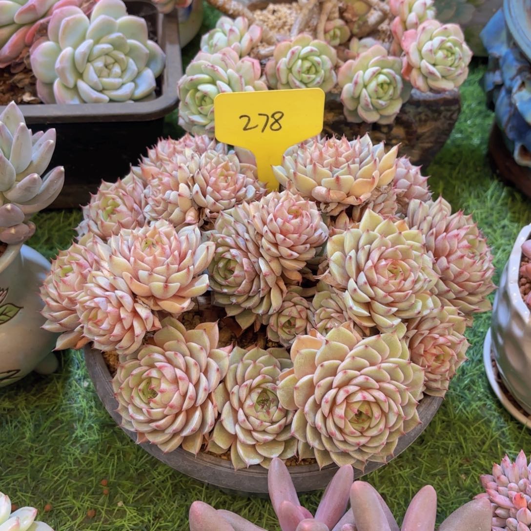 随***心云南金致家精品多肉