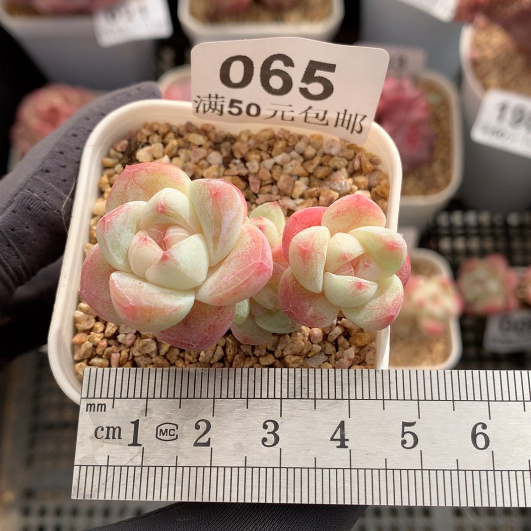 65。小腿白底糖心冰玉五头潜力股。