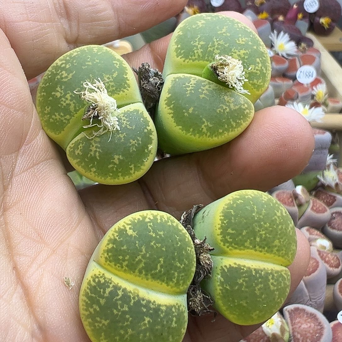 1723 生石花福利清货