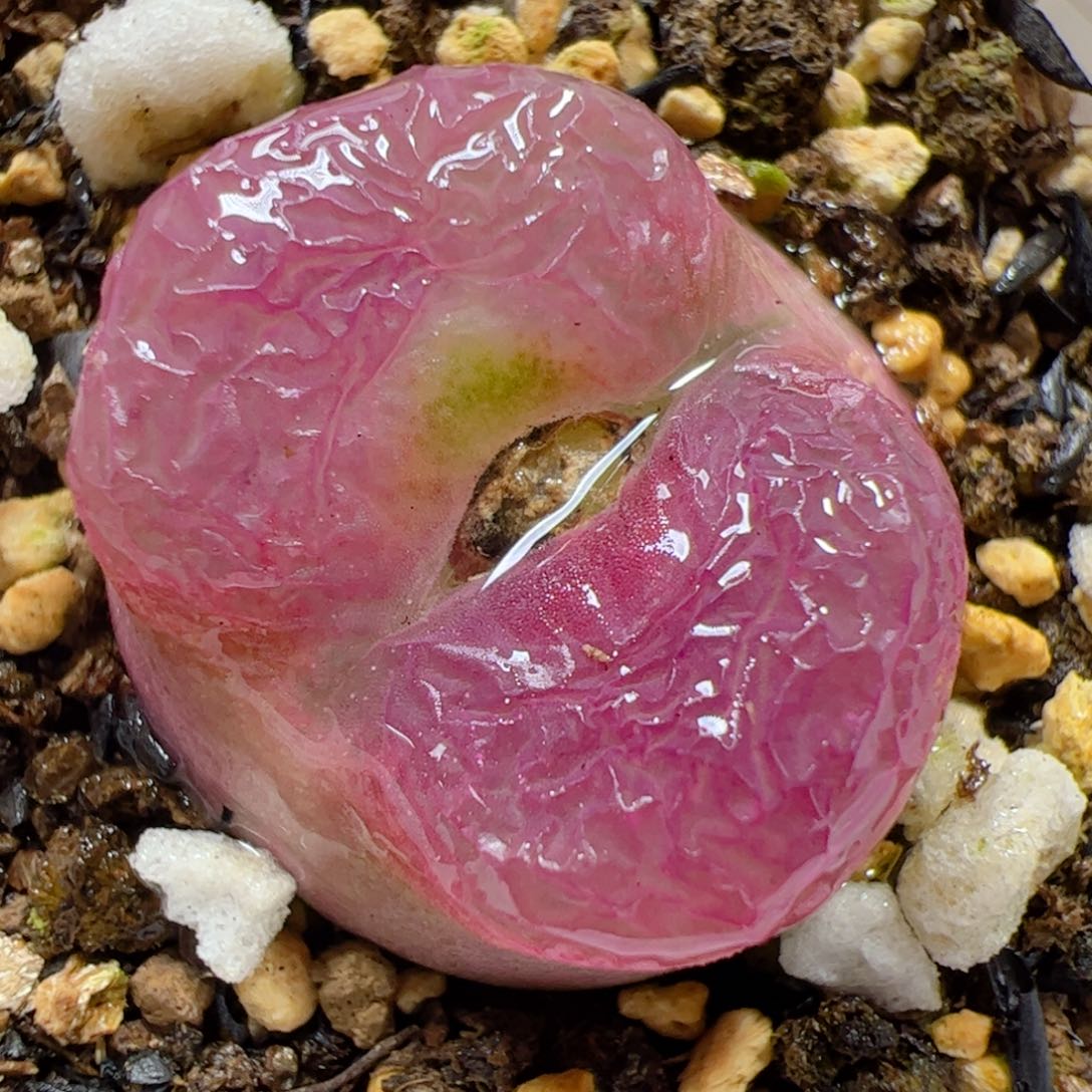 【闪购商品】127 带盆