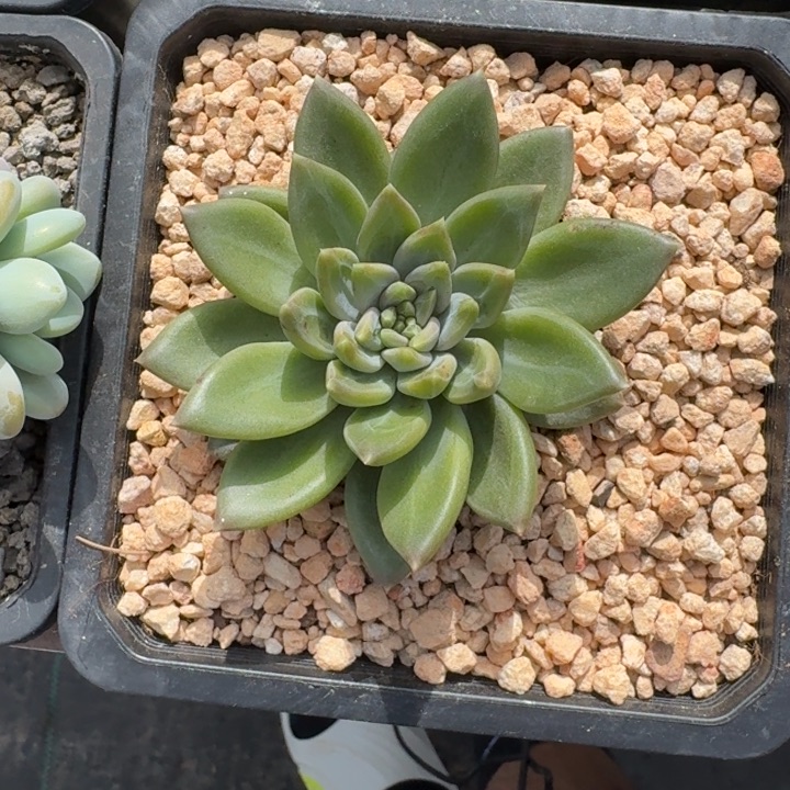 黄牵手 单头 一物一拍