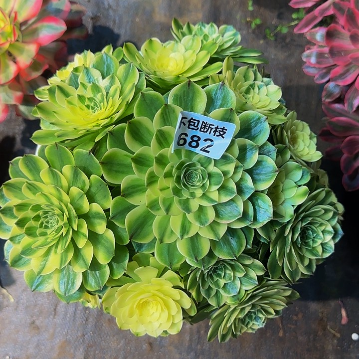 682多肉法师锦1111