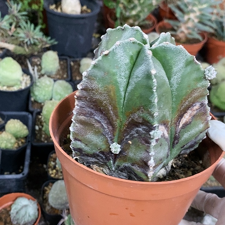 花花草草花花草草